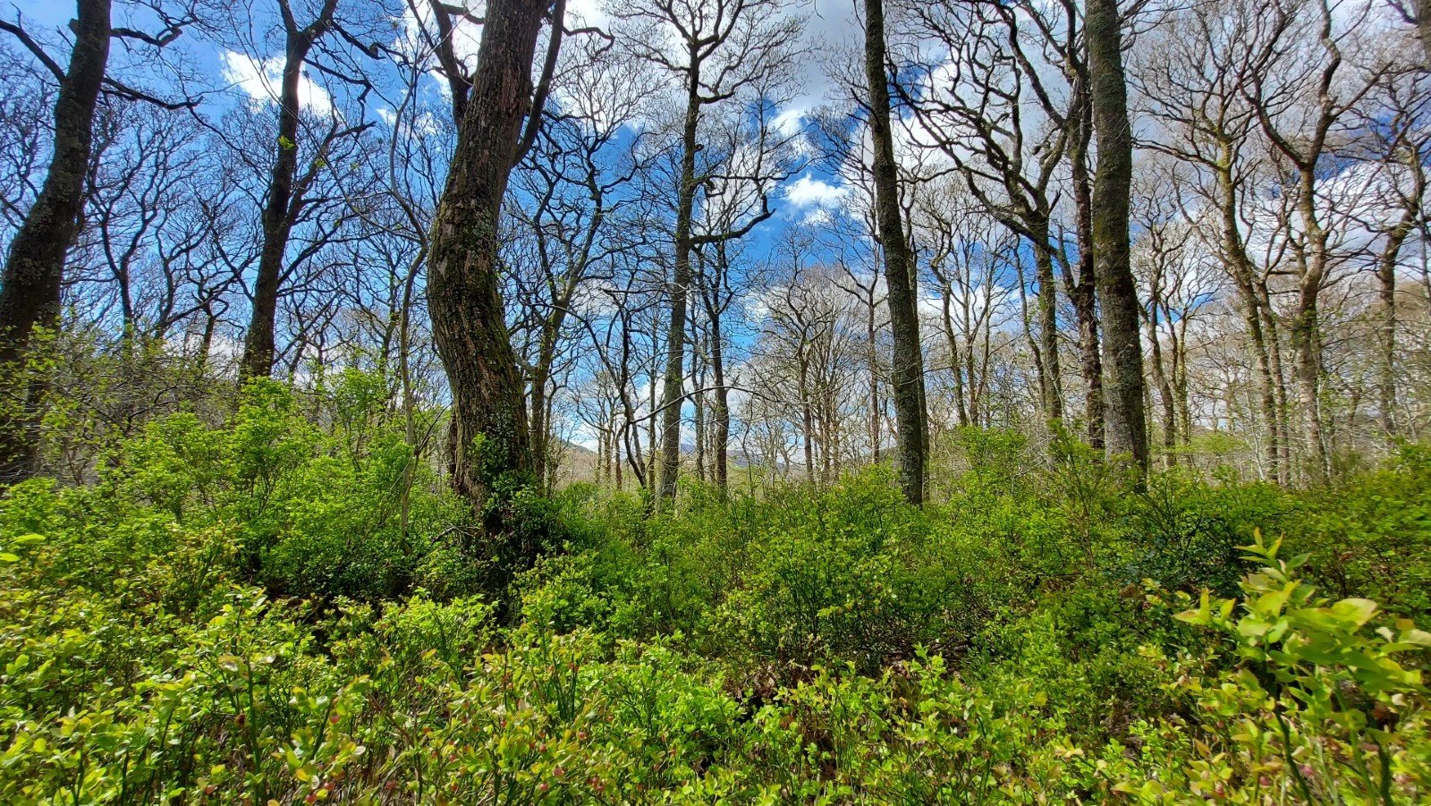 WoodsInLaragh