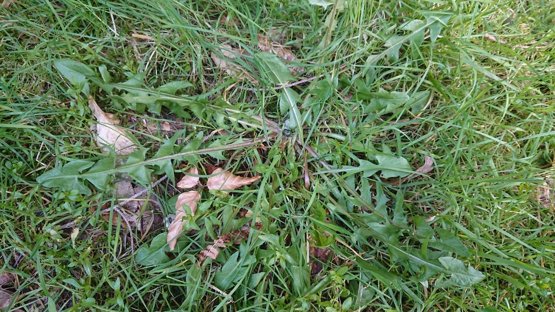 Wild Food in the Garden